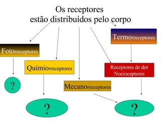 Os receptores  estão distribuídos pelo corpo Mecano rreceptores Termo rreceptores Químio rreceptores Foto rreceptores Receptores de dor Nocioceptores ? ? ? 