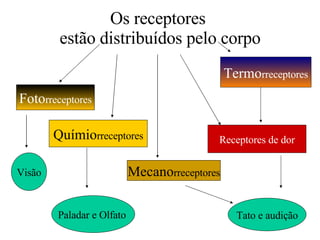 Os receptores  estão distribuídos pelo corpo Mecano rreceptores Termo rreceptores Químio rreceptores Foto rreceptores Receptores de dor Tato e audição Paladar e Olfato  Visão 