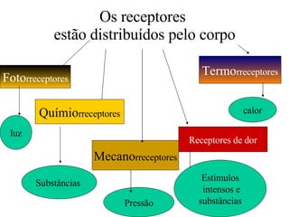 Os receptores  estão distribuídos pelo corpo Mecano rreceptores Termo rreceptores Químio rreceptores Foto rreceptores Receptores de dor Pressão Substâncias  luz Estímulos intensos e substâncias calor 