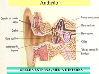 Audição ORELHA EXTERNA , MÉDIA E INTERNA 