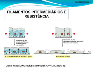 Citoesqueleto...
FILAMENTOS INTERMEDIÁRIOS E
RESISTÊNCIA
Vídeo: https://www.youtube.com/watch?v=WLWCzeD9-1E
 