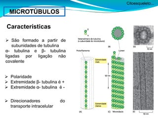 Citoesqueleto...
MICROTÚBULOS
Características
 São formado a partir de
subunidades de tubulina
α- tubulina e β- tubulina
ligadas por ligação não
covalente
 Polaridade
 Extremidade β- tubulina é +
 Extremidade α- tubulina é -
 Direcionadores do
transporte intracelular
 
