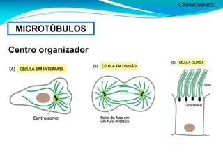 Citoesqueleto...
MICROTÚBULOS
Centro organizador
 