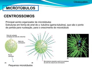 Citoesqueleto...
MICROTÚBULOS
CENTROSSOMOS
Principal centro organizador de microtúbulos
Estruturas em forma de anel de γ- tubulina (gama-tubulina), que são o ponto
de partida para nucleação, para o crescimento do microtúbulo
Pequenos microtúbulos
 