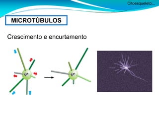 Citoesqueleto...
MICROTÚBULOS
Crescimento e encurtamento
 