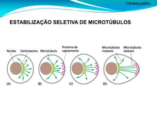 Citoesqueleto...
ESTABILIZAÇÃO SELETIVA DE MICROTÚBULOS
 