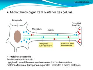 Citoesqueleto...
 Microtúbulos organizam o interior das células
 Proteínas acessórias
Estabilizam o microtúbulo
Ligação do microtúbulo com outros elementos do citoesqueleto
Proteínas Motoras- transportam organelas, vesículas e outros materiais
 