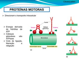 Citoesqueleto...
PROTEÍNAS MOTORAS
 Direcionam o transporte intracelular
 Energia derivada
da hidrólise de
ATP
 Cabeças
globulares são
ATPases
 Ciclo de ligação,
liberação e
religação
 