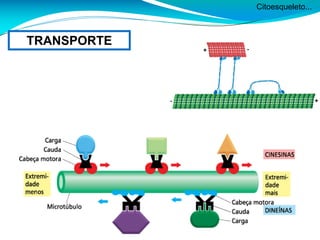 Citoesqueleto...
TRANSPORTE
 