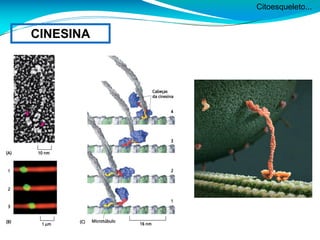 Citoesqueleto...
CINESINA
 