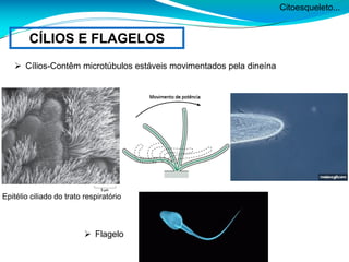 Citoesqueleto...
CÍLIOS E FLAGELOS
 Cílios-Contêm microtúbulos estáveis movimentados pela dineína
Epitélio ciliado do trato respiratório
 Flagelo
 