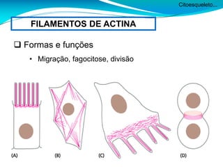 Citoesqueleto...
FILAMENTOS DE ACTINA
 Formas e funções
• Migração, fagocitose, divisão
 