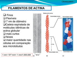 Citoesqueleto...
FILAMENTOS DE ACTINA
 Finos
 Flexíveis
 7 nm de diâmetro
Cadeia espiralada de
moléculas idênticas de
actina globular
 mais curtos
 feixes
 maior quantidade nas
células em comparação
aos microtúbulos
1 nm= 10-6 mm= 1 mm/1.000,000
 