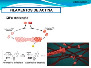 Citoesqueleto...
FILAMENTOS DE ACTINA
Polimerização
Adenosina trifosfato Adenosina difosfato
 
