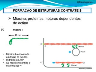Citoesqueleto...
FORMAÇÃO DE ESTRUTURAS CONTRÁTEIS
 Miosina: proteínas motoras dependentes
de actina
• Miosina I- encontrada
em todas as células
• Hidrólise do ATP
• Se move em sentido a
extremidade +
 