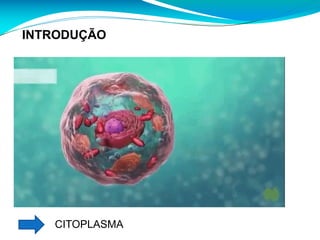 CITOPLASMA
INTRODUÇÃO
 