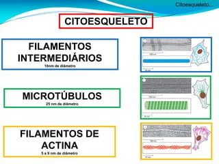 Citoesqueleto...
CITOESQUELETO
FILAMENTOS
INTERMEDIÁRIOS
10nm de diâmetro
MICROTÚBULOS
25 nm de diâmetro
FILAMENTOS DE
ACTINA
5 a 9 nm de diâmetro
 