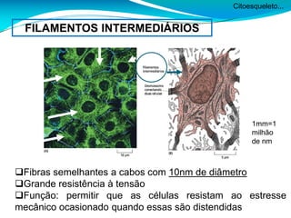 Citoesqueleto...
FILAMENTOS INTERMEDIÁRIOS
Fibras semelhantes a cabos com 10nm de diâmetro
Grande resistência à tensão
Função: permitir que as células resistam ao estresse
mecânico ocasionado quando essas são distendidas
1mm=1
milhão
de nm
 