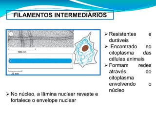 FILAMENTOS INTERMEDIÁRIOS
Resistentes e
duráveis
 Encontrado no
citoplasma das
células animais
Formam redes
através do
citoplasma
envolvendo o
núcleo
No núcleo, a lâmina nuclear reveste e
fortalece o envelope nuclear
 