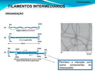 Citoesqueleto...
FILAMENTOS INTERMEDIÁRIOS
ORGANIZAÇÃO
Permitem a interação com
outros componentes do
citoesqueleto
 
