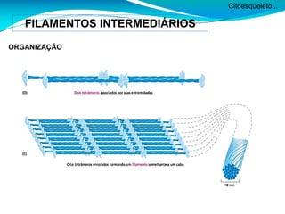 Citoesqueleto...
FILAMENTOS INTERMEDIÁRIOS
ORGANIZAÇÃO
 