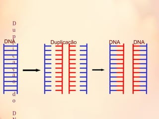 D
u
p
l
i
c
a
ç
ã
o
d
o
D
DNA Duplicação DNA DNA
 