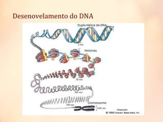 Desenovelamento do DNA
 