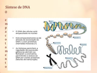 Síntese de DNA
O
e
m
p
a
c
o
t
a
m
e
n
t
o
 