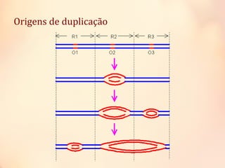 Origens de duplicação
 