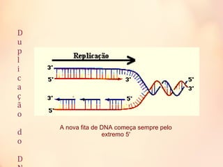 D
u
p
l
i
c
a
ç
ã
o
d
o
D
A nova fita de DNA começa sempre pelo
extremo 5'
 