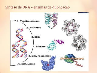 Síntese de DNA – enzimas de duplicação
 