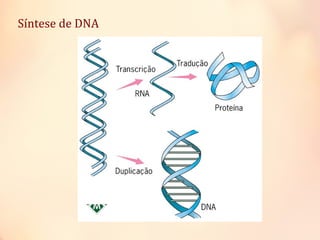 Síntese de DNA
 