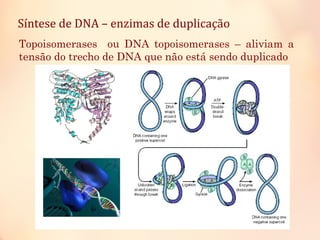 Síntese de DNA – enzimas de duplicação
Topoisomerases ou DNA topoisomerases – aliviam a
tensão do trecho de DNA que não está sendo duplicado
 