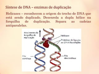 Síntese de DNA – enzimas de duplicação
Helicases – reconhecem a origem do trecho de DNA que
está sendo duplicado. Desenrola a dupla hélice na
forquilha de duplicação. Separa as cadeias
antiparalelas.
 
