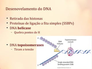 Desenovelamento do DNA

Retirada das histonas

Proteínas de ligação a fita simples (SSBPs)

DNA helicase
− Quebra pontes de H

DNA topoisomerases
− Tiram a tensão
 