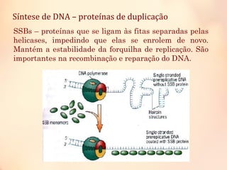 Síntese de DNA – proteínas de duplicação
SSBs – proteínas que se ligam às fitas separadas pelas
helicases, impedindo que elas se enrolem de novo.
Mantém a estabilidade da forquilha de replicação. São
importantes na recombinação e reparação do DNA.
 
