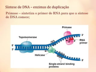 Síntese de DNA – enzimas de duplicação
Primase – sintetiza o primer de RNA para que a síntese
de DNA comece;
 
