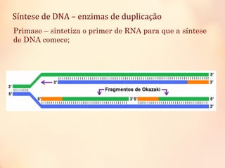 Síntese de DNA – enzimas de duplicação
Primase – sintetiza o primer de RNA para que a síntese
de DNA comece;
 