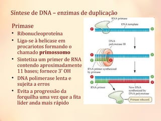 Primase

Ribonucleoproteína

Liga-se à helicase em
procariotos formando o
chamado primossomo

Sintetiza um primer de RNA
contendo aproximadamente
11 bases; fornece 3’ OH

DNA polimerase lenta e
sujeita a erros

Evita a progressão da
forquilha uma vez que a fita
líder anda mais rápido
Síntese de DNA – enzimas de duplicação
 