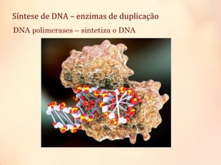 Síntese de DNA – enzimas de duplicação
DNA polimerases – sintetiza o DNA
 