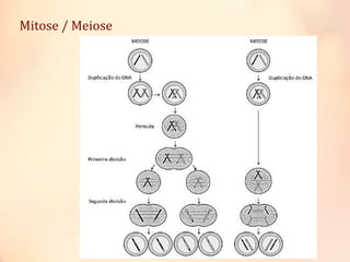 Mitose / Meiose
 