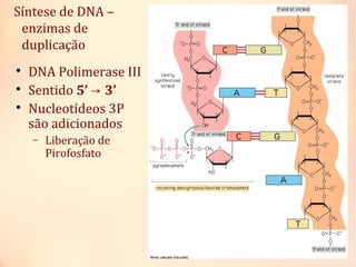 
DNA Polimerase III

Sentido 5’ 3’→

Nucleotídeos 3P
são adicionados
− Liberação de
Pirofosfato
Síntese de DNA –
enzimas de
duplicação
 