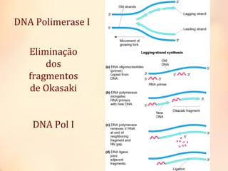 DNA Polimerase I
Eliminação
dos
fragmentos
de Okasaki
DNA Pol I
 