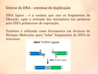 Síntese de DNA – enzimas de duplicação
DNA ligase - é a enzima que une os fragmentos de
Okazaki, após a retirada dos iniciadores (ou primers)
pela DNA polimerase de reparação.
Também é utilizada como ferramenta em técnicas de
Biologia Molecular para “colar” fragmentos de DNA de
interesse.
 