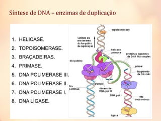 Síntese de DNA – enzimas de duplicação
 