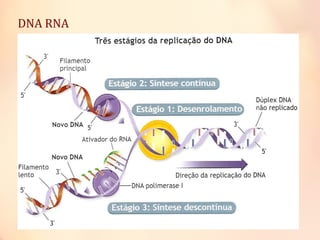 DNA RNA
 