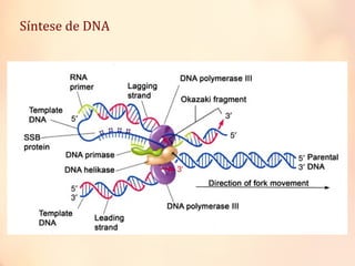 Síntese de DNA
 