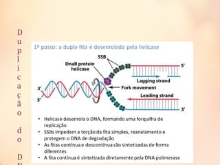 D
u
p
l
i
c
a
ç
ã
o
d
o
D
 