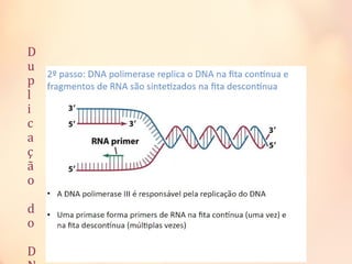 D
u
p
l
i
c
a
ç
ã
o
d
o
D
 