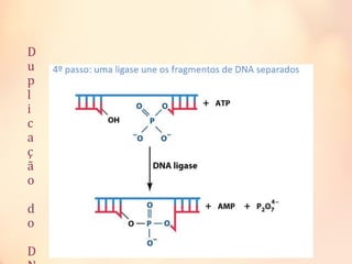 D
u
p
l
i
c
a
ç
ã
o
d
o
D
 